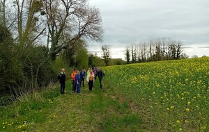 à travers les champs de colza 