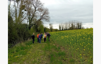 à travers les champs de colza 