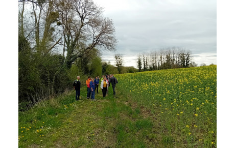 à travers les champs de colza 
